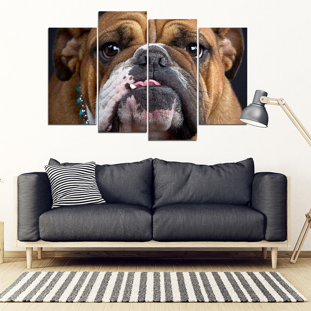 Bulldog 4 Piece Framed Canvas